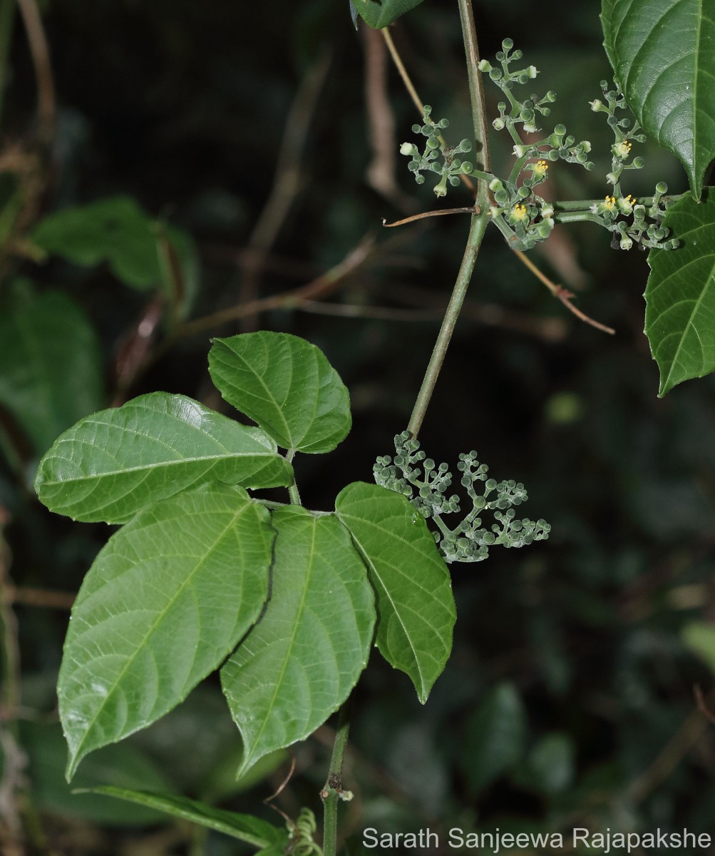 Cayratia pedata (Lam.) Gagnep.